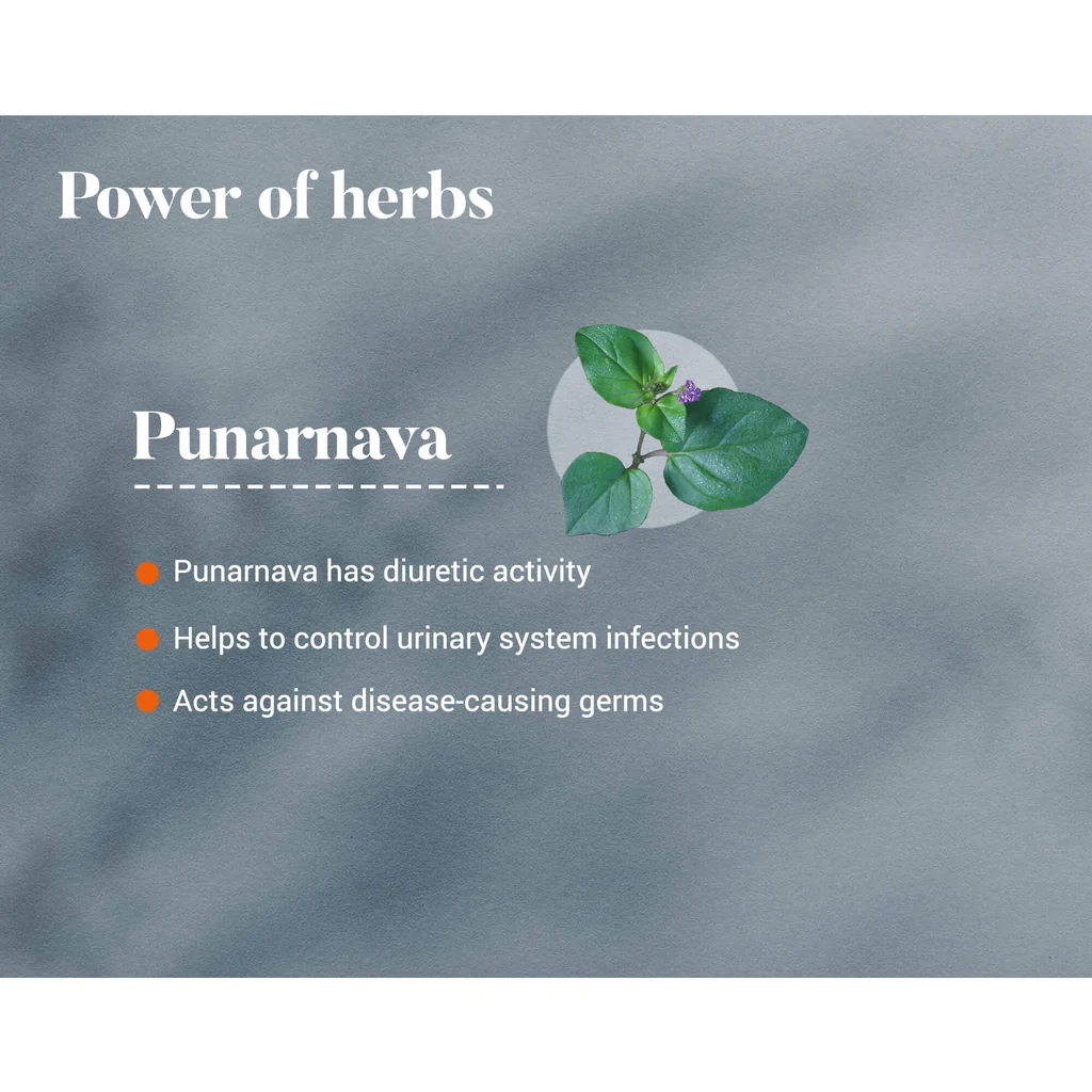 Punarnava3